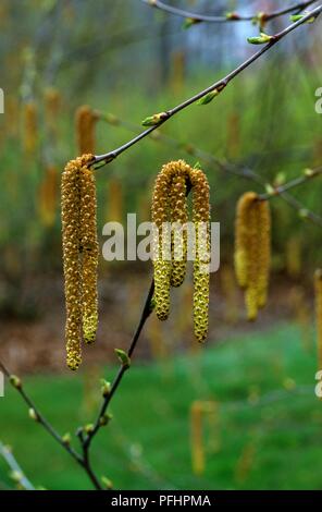 Betula nigra "Erbe" (Birke), dünne Zweige mit Knospen und Palmkätzchen Stockfoto