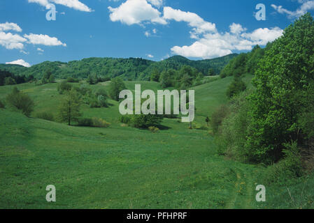 Kroatien, Nationalpark Risnjak, sanften, grünen Hügeln, dichten Wäldern von Tanne (Abies sp.) und Buche (Fagus sp.) Bäume. Stockfoto