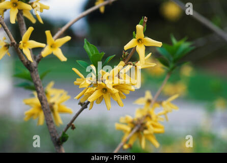 Forsythia 'Nördliche Gold', gelbe Blumen und grüne Blätter auf Zweig, close-up Stockfoto