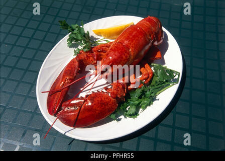USA, Massachusetts, Boston, Jimbo's Seafood, frisch gekochten Hummer. Stockfoto