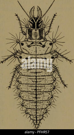Dieser dänische Text enthält eine ausführliche Beschreibung der Fauna Dänemarks, wobei der Schwerpunkt auf der Anatomie und Identifizierung verschiedener Insektenarten liegt. Das Buch befasst sich mit den äußeren Eigenschaften bestimmter Insekten, einschließlich ihrer Färbung und Körpermarkierungen. Es dient als wichtige Referenz für Entomologen und Biologen, die dänische Wildtiere untersuchen. Stockfoto