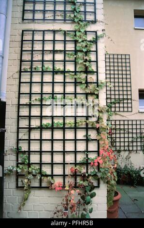 Parthenocissus tricuspidata (Boston Efeu), Klettern auf Gitter gegen Hauswand Stockfoto