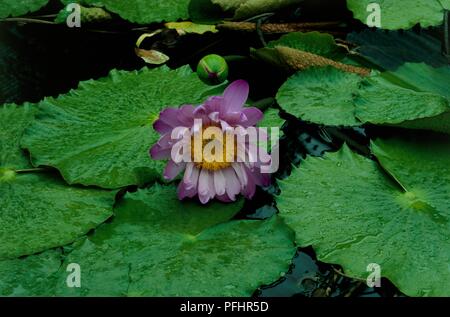 Nymphaea gigantea (autralian Seerose), Lila Blume von Blättern umgeben, close-up Stockfoto