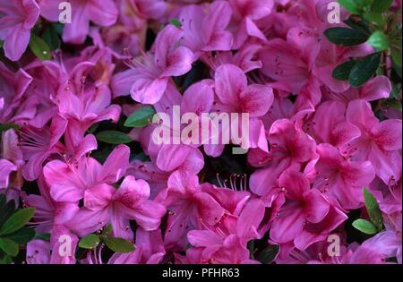 Paulownia tomentosa (Kaiserin Baum), rosa Blüten, close-up Stockfoto