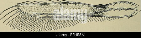 Dieser Leitfaden veranschaulicht die Parthänothrips dracaenae, eine Art von Thrips, und beschreibt ihre Anatomie, einschließlich der hervorstehenden Augen, Antennen und Flügelmorphologie. Es beschreibt seinen Lebensraum auf Blättern und seine Fähigkeit zu springen. Stockfoto