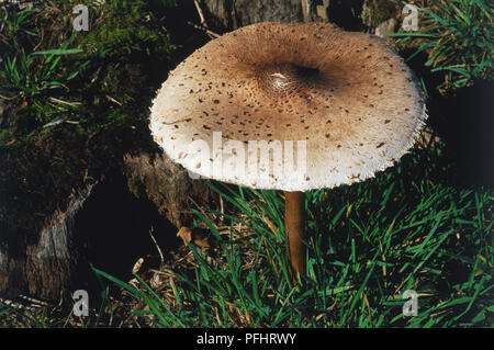 Sonnenschirm Pilz, Fruchtkörper in Gras wachsen, Erhöhte Ansicht, close-up Stockfoto