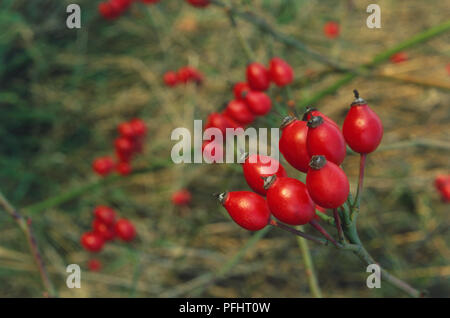 Rosa Canina, rote Hagebutten, close-up Stockfoto