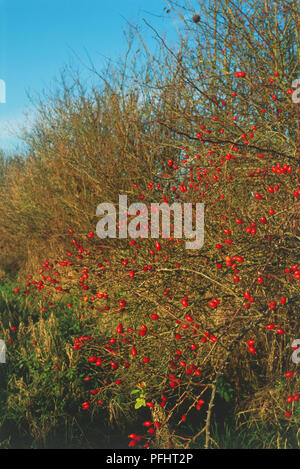 Rosa Canina, Fülle der rote Hagebutten auf dünnen Zweigen Stockfoto