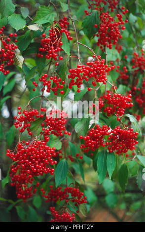 Viburnum opulus, rote Beeren, und grüne Blätter, close-up Stockfoto