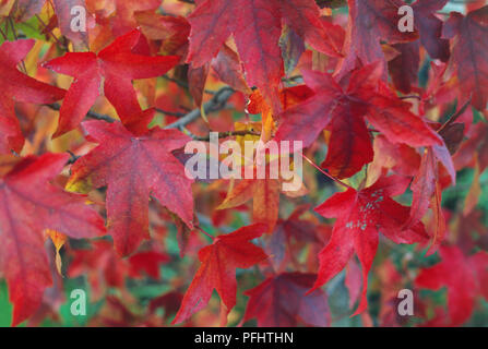Liquidambar styraciflua, Kupfer und rote Blätter im Herbst, close-up Stockfoto