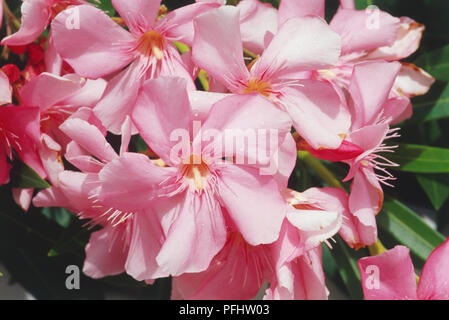 Nerium oleander flowerhead, pink, aus der Nähe. Stockfoto