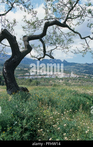 Spanien, Alicante, Costa Blanca, Val de Guadalest, hochgelegenes Dorf umgeben von Natur, mit Baum im Vordergrund. Stockfoto