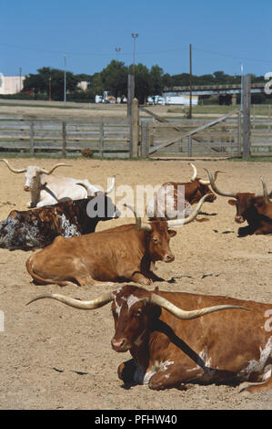 USA, Texas, Fort Worth, Longhorn Rinder, Vorderansicht Stockfoto
