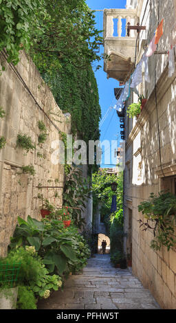 Straße in der Altstadt von Korcula, Insel Korcula in Kroatien - grüne Kletterpflanzen an den Wänden Stockfoto