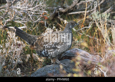 USA, Wyoming, Grand Teton National Park, dendragapus Obscurus, Blue Grouse, Seitenansicht Stockfoto