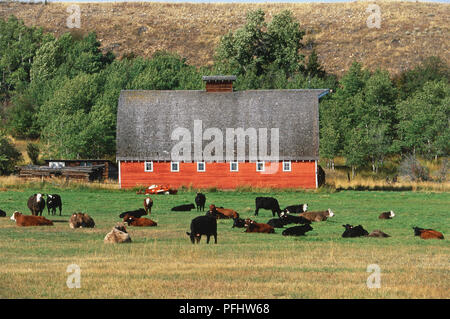 USA, Montana, Little Bighorn, Custer National Forest, US Route 212, Rinder grasen vor der Farm, Vorderansicht Stockfoto