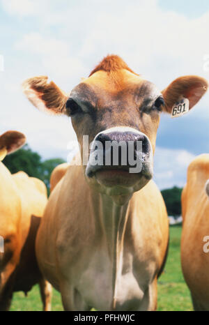 Braun Jersey Kuh, Nahaufnahme Stockfoto