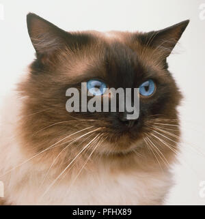 Ragdoll Katze mit blauen Augen, in der Nähe auf. Stockfoto