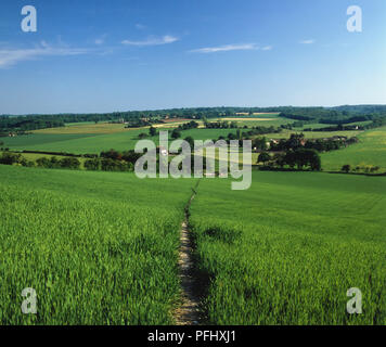 Schmalen Fußweg durch ein grünes Feld, Panoramaaussicht Stockfoto