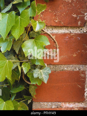 Hedera, Efeu wächst an Red brick wall, aus der Nähe. Stockfoto
