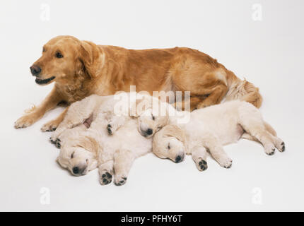 Canis familiaris, Golden Retreiver Hund liegend auf der Vorderseite neben Drei schlafende Welpen. Stockfoto