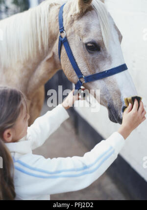 Mädchen putzen der Nase des weißen Pferd (Equus caballus), Seitenansicht Stockfoto
