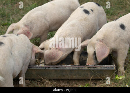 Gloucester alten Spot schweine Füttern von Trog Stockfoto