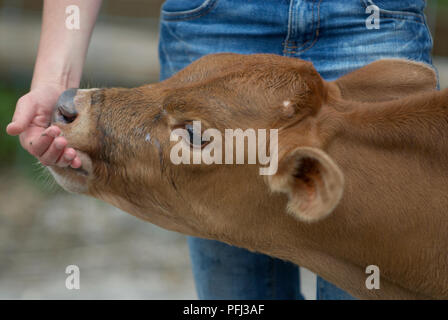 Frau mit ihrer Hand zu einem Kalb Mund Stockfoto