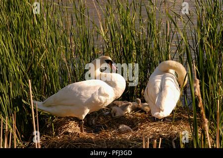 Zwei Höckerschwäne (Cygnus olor) mit Cygnets im Nest am Wasser Stockfoto