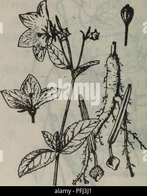 Dieser botanische Text, der auf Chinesisch geschrieben wurde, beschreibt die Flora der Region Dalian, einschließlich Arten wie Codonopsis. Sie liefert detaillierte Informationen über die Pflanzenidentifikation, die Wachstumsmuster und ihre Rolle in lokalen Ökosystemen. Stockfoto