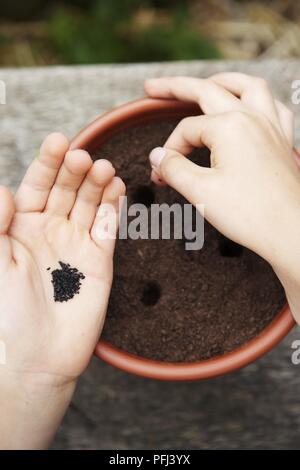 Das Mädchen Hände Samen in die Bohrungen in der Übertopf, close-up Stockfoto