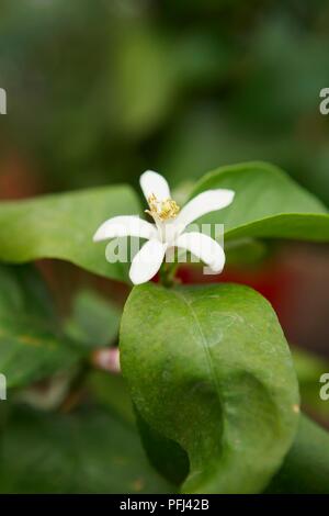 Citrus limon (Lemon Tree), weiße Blüte inmitten Blätter, close-up Stockfoto