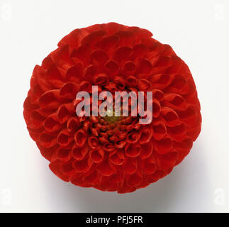 Rote Dahlie flowerhead Stockfoto