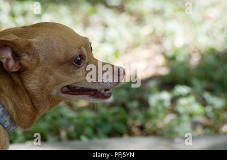 Unser Haustier (Chihuahua-Dachsund Chiweenie, Mix,) eine Pause im Schatten an einem drückend South Texas Sommertag. Stockfoto