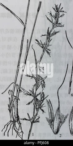 Dieses Bild stellt verschiedene Pflanzenarten aus dem da Bie-Gebirge dar, die für ihre botanische Vielfalt bekannt sind. Die dargestellten Pflanzen sind typischerweise in dem einzigartigen Klima und Gelände der Region zu finden, mit besonderem Bezug auf Cymbopogon goeringii, eine Art, die an trockene Umgebungen angepasst ist. Diese Arbeit ist Teil laufender Studien zur Pflanzenverteilung und -Ökologie. Stockfoto