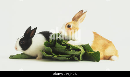 Zwei Kaninchen, eine schwarze und weiße und eine braune und weiße, Essen Salat Stockfoto
