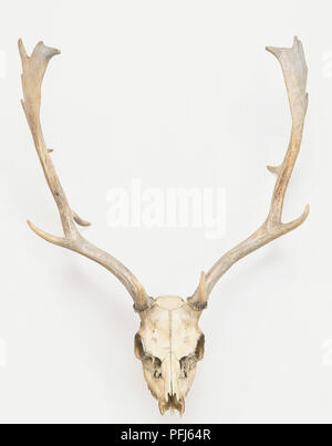 Deer skull und Geweih Stockfoto