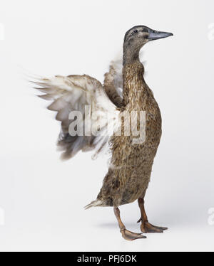 Weibliche Stockente (Anas platyrhynchos) über seinen Körper und seine Flügel, Seitenansicht Stockfoto