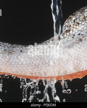 Skalen der Lachsfilet unter Wasser gespült, bis zu schließen. Stockfoto