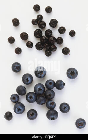 Kleinen Dunklen Heidelbeeren und eine größere plumper Sorte, aus der Nähe. Stockfoto