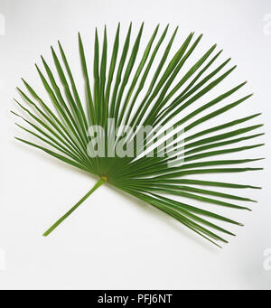 Trachycarpus undulata, Palm Leaf Stockfoto