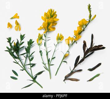 Genista Dolmetsch (Dyer's Greenweed), mit gelben Blüten, grüne Blätter an Stielen, und Samenkapseln Stockfoto