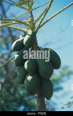 Mittelamerika, Costa Rica, Guanacaste, Playa Hermosa, Villas del Sueno, Carica papaya, unreife tropische Früchte wachsen auf Bäumen in der Außenanlage, Low Angle View Stockfoto