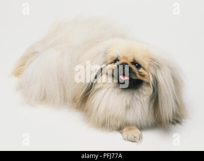 Pekingese, kleine Hunde mit langem Fell. Stockfoto