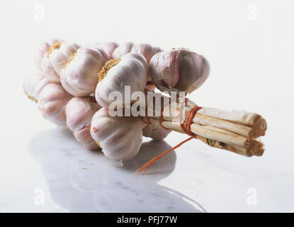 Allium sativum, Knoblauch, der Knoblauch Zwiebeln, Stiele zusammen gebunden. Stockfoto