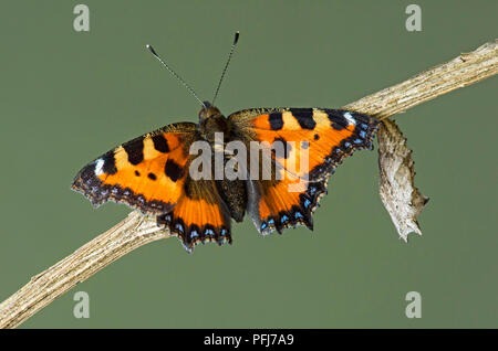 Frisch geschlüpfte Kleiner Fuchs (Nymphalis urticae), ein Schmetterling aus der Familie der, nahe den exuvia, Schweiz Stockfoto