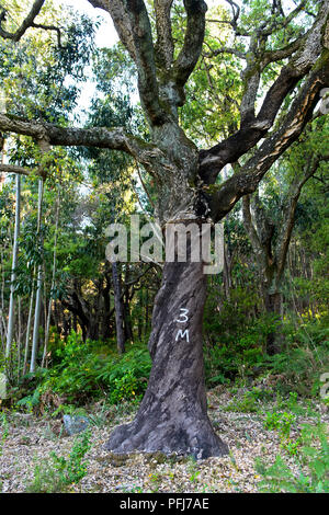 Teilweise abgarniert Kork Eiche (Quercus suber) mit der Anzahl der Jahre der neuesten Peeling, Algarve, Portugal Stockfoto