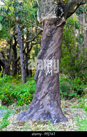 Teilweise abgarniert Kork Eiche (Quercus suber) mit der Anzahl der Jahre der neuesten Peeling, Algarve, Portugal Stockfoto