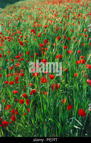 Jordan, Wadi Seir, Papaver sp., Bereich der rote Mohn. Stockfoto