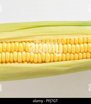 Zea saccharata, Mais, Maiskolben mit grünem Laub. Stockfoto